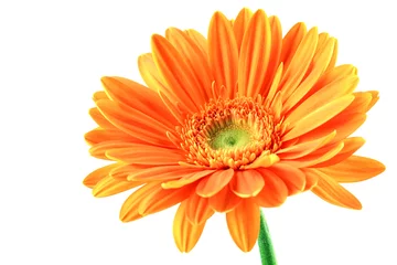 Abwaschbare Fototapete Gerbera Orangefarbene Gerbera-Blume