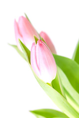 Beautiful pink tulip flowers