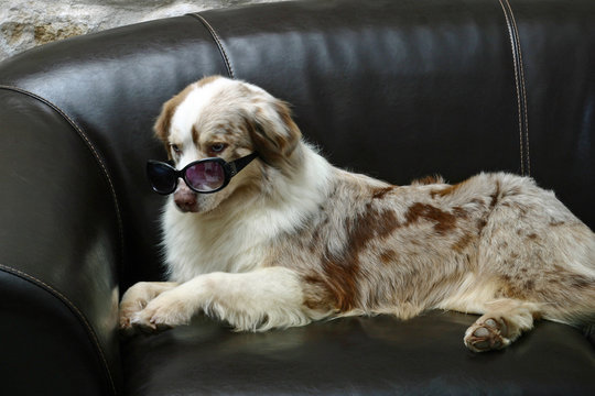 berger australien &agrave; lunettes allong&eacute; sur le canap&eacute;