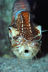 NAUTILUS