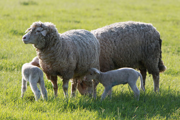 Lamm mit Mutterschaf