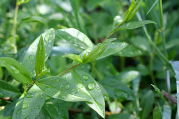 Drops on green sprouts