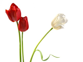 Tulips