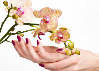 Woman hands with pink manicure touching delicate orchid