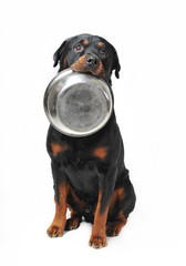 chien reclamant sa nourriture