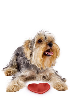 picture of a yorkshire terrier