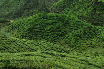 Plantation de th&eacute;