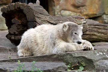 Eisbär Knut