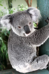 Naklejka premium Australian Koala (Phascolarctos cinereus)