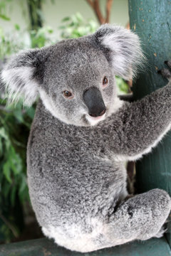 Australian Koala (Phascolarctos cinereus)