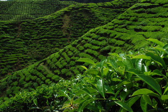 Plantation de th&eacute;