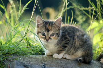 Liegendes Katzenkind