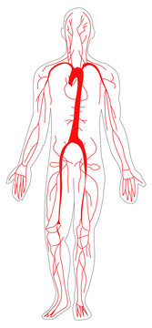Blood Circulation System