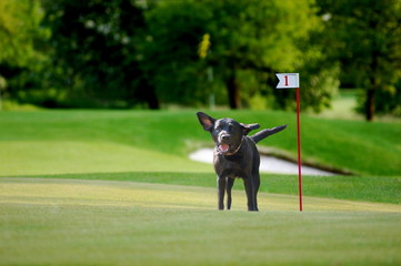 Obraz na płótnie Canvas Pies na polu golfowym