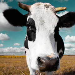 Cow