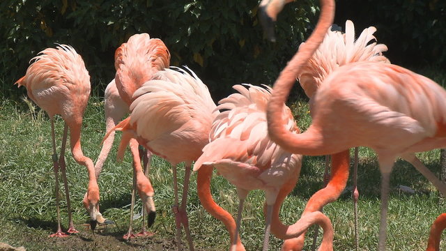 flamingos feeding and fighting