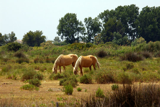 chevaux camarguais