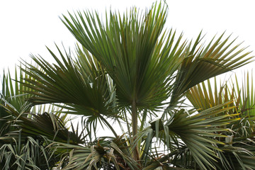 Fototapeta na wymiar palmier latanier fond blanc