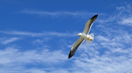 Seagull flying
