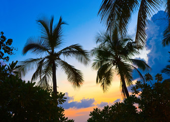 Silhouette of palms and sunset