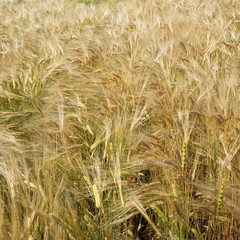 Wheaten field