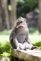 Naklejka na ściany i meble Long-tailed macaque champs apple