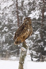 Eagle Owl in winter while snowing