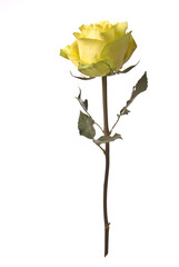 Obraz premium Rose