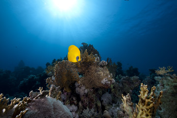 Plakat butterflyfish, ocean and coral