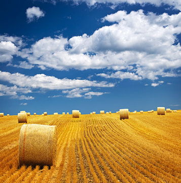 Farm Field With Hay Bales