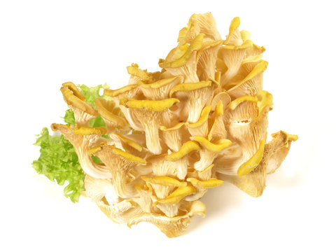 Limonenseitlinge