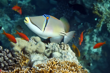 Coral fish
