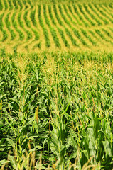 Corn field © Elenathewise
