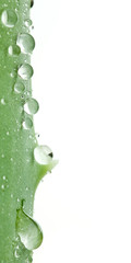 Tropfen rinnen herunter (Aloe Vera)