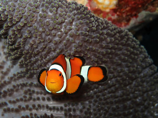 Clown fish