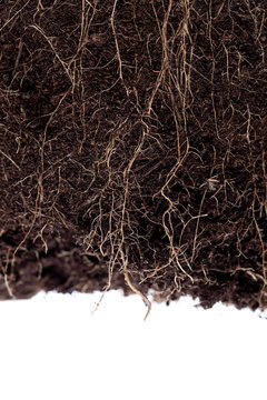 Wurzeln in Erde vor wei&szlig;em Hintergrund