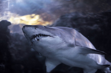 Naklejka premium Shark