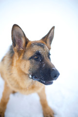 Dog