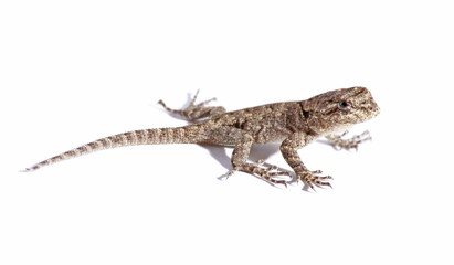 common garden lizard isolated on white