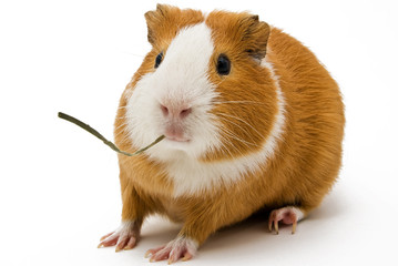 guinea pig
