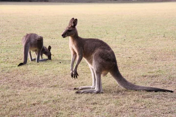 Sheer curtains Kangaroo Kangaroos in Australia