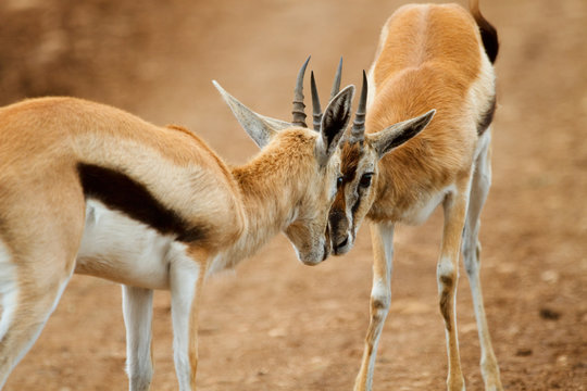 Thomsons gazelle