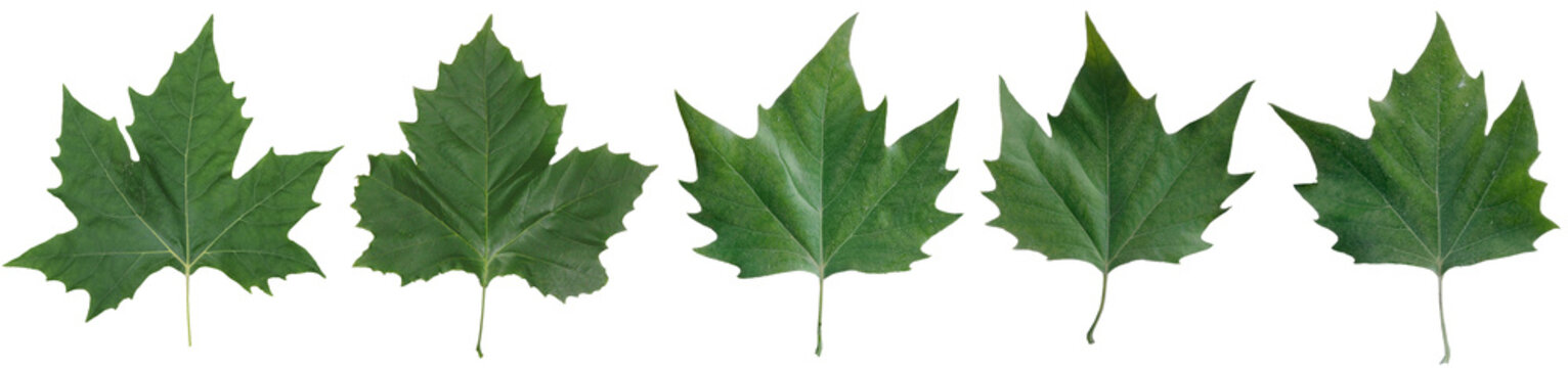 Feuilles de Platane