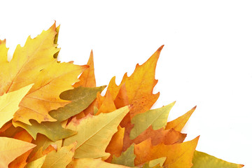yellow leaf on a white background