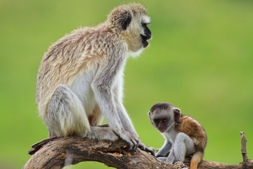 Black faced vervet monkeys