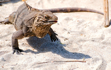wild  iguana