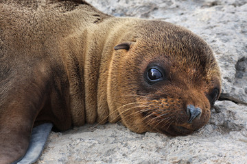 Fototapeta premium Sea Lion Pup