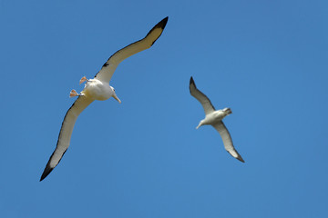 Albatros dans la péninsule de l'Otago - New Zealand