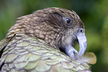 Kea