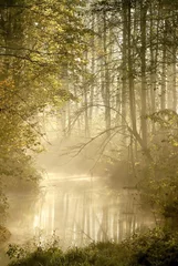 Fototapeten Autumn forest with morning mist floating on the river © Aniszewski